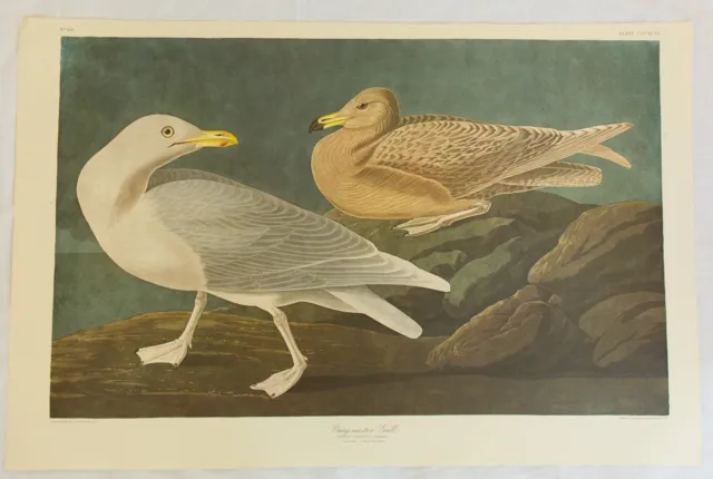 The Birds of America. Audubon. Burgomaster Gull. Amsterdam Edition.