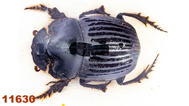Scarabaeidae: Copris sp.   A2, 21 mm, 1 pc