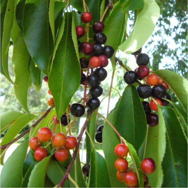 100 Graines de Cerisier tardif, Prunus serotina, Black cherry tree seeds