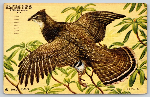 ANIMAL~STATE GAME BIRD Of Pennsylvania~Ruffed Grouse In Flight~PM 1957