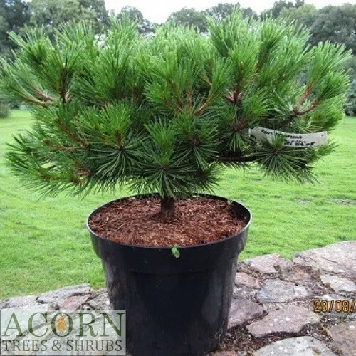 Pinus densiflora low glow 15L 35-40x65cm EXACT ITEM OFFER