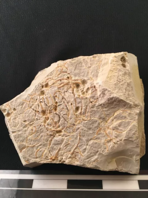 Sinosura kelheimense - Jurassic Brittle star mortality plate from Solnhofen