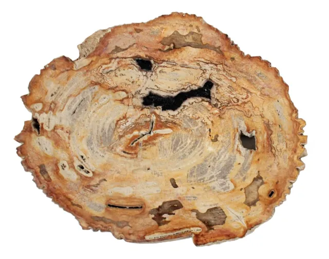 Fossil Versteinertes Holz Scheibe Größe: 35 CM X 28 2 Gewicht 3.1 KG Osten Java