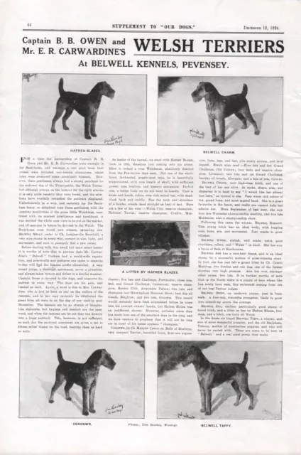 1924 BELWELL WELSH TERRIER OUR DOGS DOG BREED KENNEL ADVERT PAGE b201