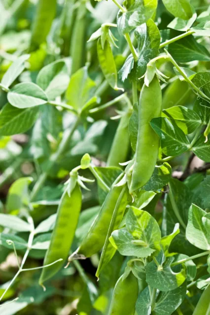 Vegetable - Pea - Carouby de Maussane - 200 Seeds