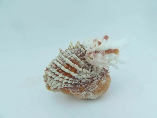 Conchas artesanales Cajas de joya Chama Dunkeri Sailors Valentine