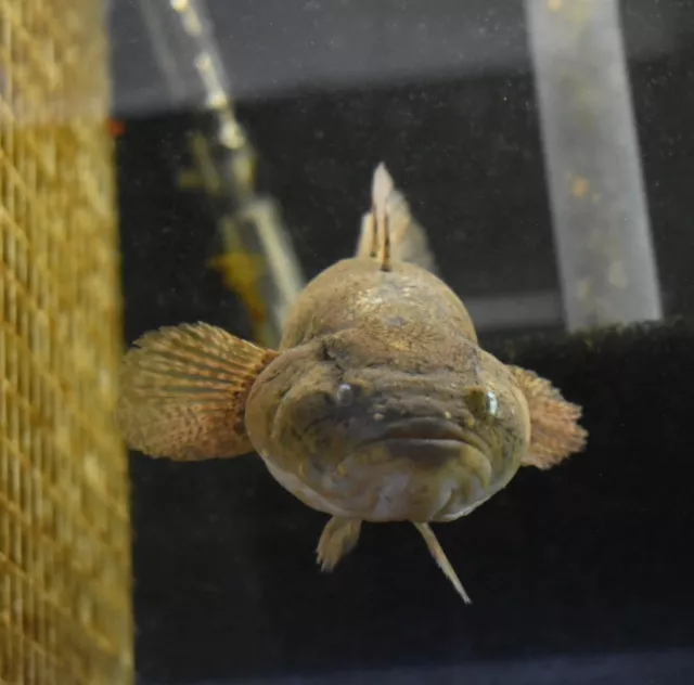 Live Marble Goby (8-9" Large Tropical Freshwater Aquarium Fish) *PLS READ DESCR*