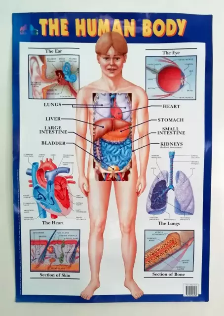 1990s HUMAN ANATOMY POSTERS A1 Laminated Colour RETRO WALL CHARTS x 2 (PAIR)