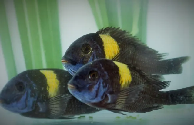 Stunning Tropheus Duboisi Live Fish: Unique African Cichlid Species