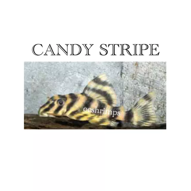 Pleco L 015- Candy Stripe Pleco 1 Inch +