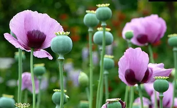 Mohn, Schlafmohn - Papaver somniferum  - hell lila orientalisch - 100 Samen