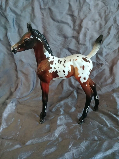 💥Peter Stone 2022 DAH Arabian foal💥Glossy Seal Bay Appaloosa💥