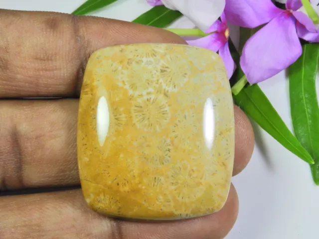 60Cts. Natural Fossil Coral Rectangular Cabochon Loose Gemstone 31X35X07 MM