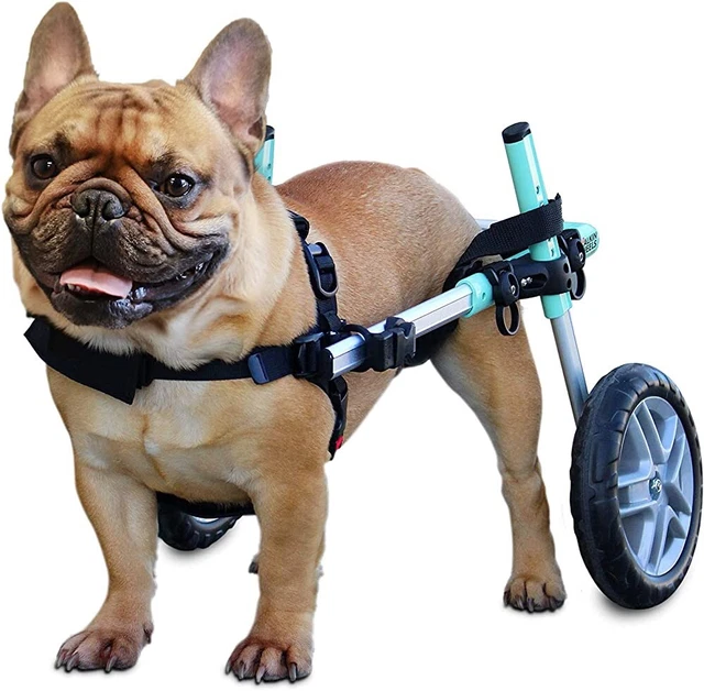 Walkin' Wheels Dog Wheelchair - For Small Dogs 11-25lbs - Seafoam Green MINT