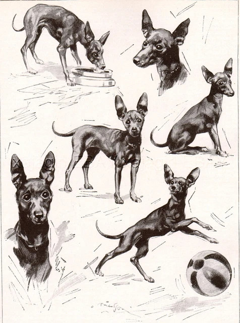 DOG Miniature Pinscher Zwergpinscher, Min Pin Playing, Beautiful Art Print 1930s