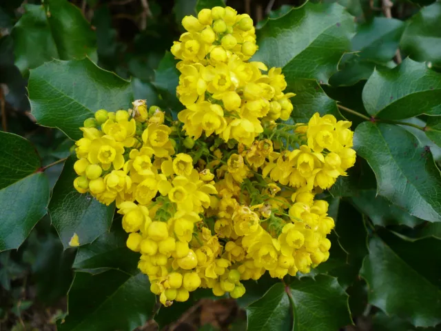 8 graines MAHONIA A FEUILLES DE HOUX(Mahonia Aquifolium)G382 SEEDS SAMEN SEMILLA