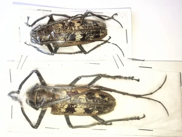 Cerambycidae Batocera gerstaeckeri A1 55mm from PELENG - #0369B