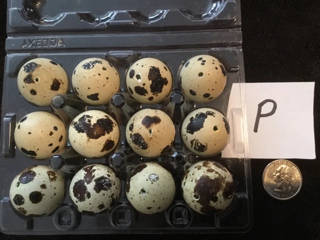 Lote de 12 huevos de codorniz de un agujero artesanías de Pascua de color natural real volados P