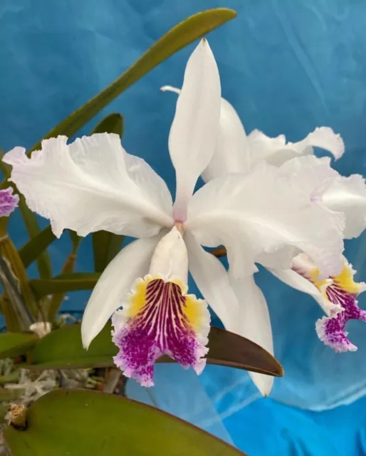 Cattleya lueddemanniana S/A ‘Kathleen’ X trianae S/A ‘Izzy’ Orchid Hybrid 4” Pot