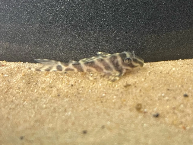 L173B Zebra Pleco - Captive Bred - CLV Pet