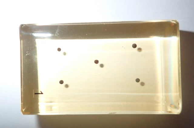 Frog East Asian Bullfrog Eggs in 60x35x20 mm Amber Clear Block BK1A