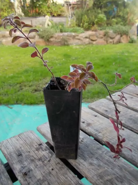 1 x oregano plant  Organum vulgare - perennial herb tube size cooking, healing