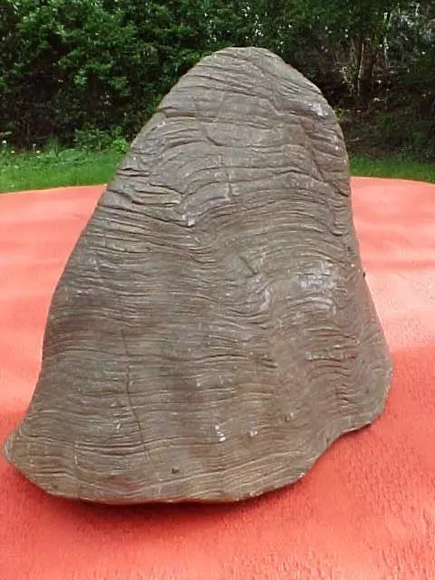 Dinosauriermammut Knochen Zahnhorn Versteinerter Baumpflanze Holz Fossil - 5 Kg