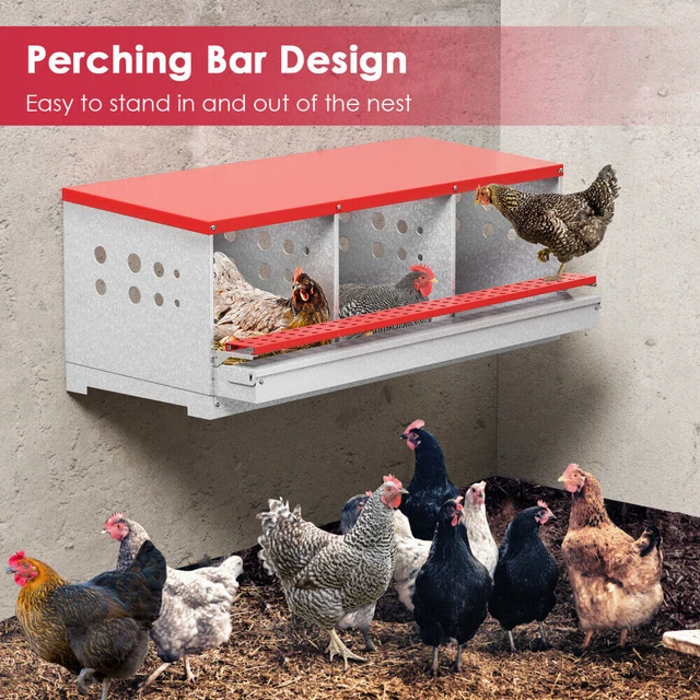 3 Hole Hen Chicken Poultry Nest Box Highest Quality Metal Laying Box Wall Mount