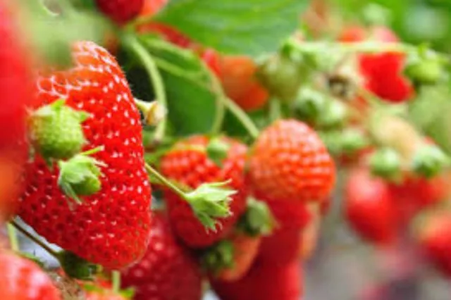 Graines de fraises grimpantes rouges, plante fruitière de jardin, douce et délicieuse 3