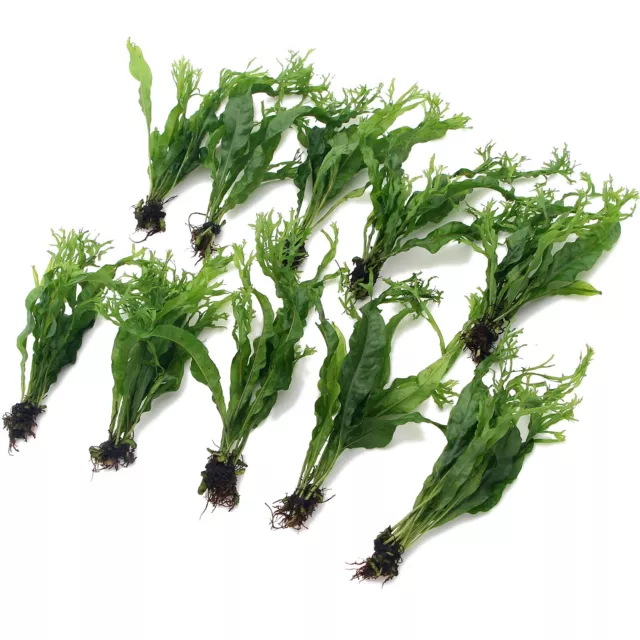 Microsorum Pteropus Windelov Java Fern Live Aquarium Plants Tropical Aquascaping