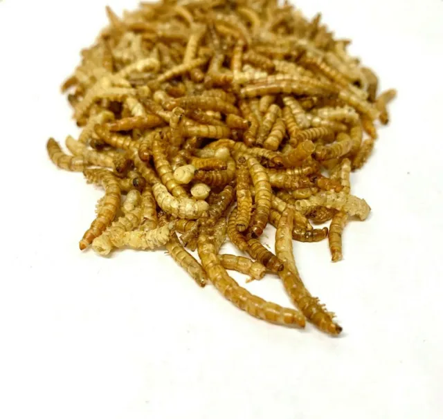 DRIED MEALWORMS | Wild Bird Food | Fishing Bait | Premium Quality & High Protein 3