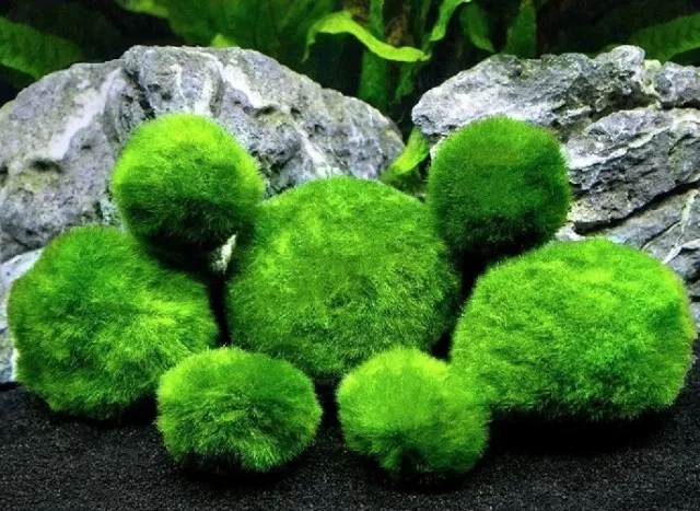 Marimo Moss Balls Beautiful Green For Shrimp Tropical Plant Caridina Neocaridina