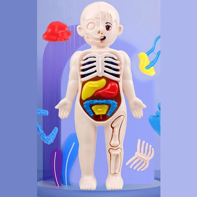 HUMAN BODY ANATOMY Model Kid Montessori 3D Puzzle Educational Learning ...