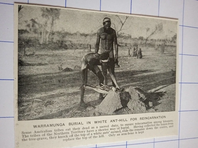 Warramunga burial white ant hill for reincarnation Australian aborigines C 1920