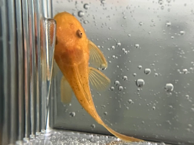 SUPER RED Bristlenose Pleco Plecostomus 1.5 inch+ (4 Pack) -2 BLOODLINES! LIVE! 4