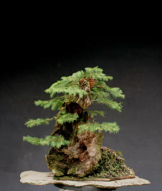 Bonsai outdoor winterhart Fichte, Picea, Tanuki H45 B50 D23 cm