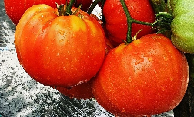 TOMATENSAMEN 7+, BULGARISCHE Sorte &amp;quot;Baltic Giant&amp;quot; ,2023 EUR 1,89 ...