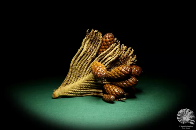 Raphia farinifera tropical centroáfrica palmera reciente frutos secos especie