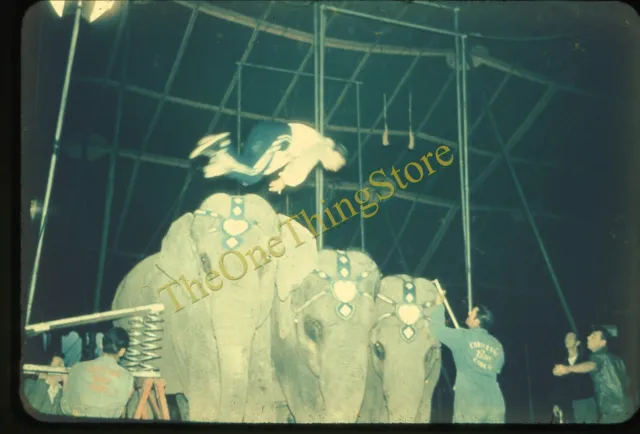 Christiani Bros Circus Elephant Acrobat Stunt 1960s 35mm Slide