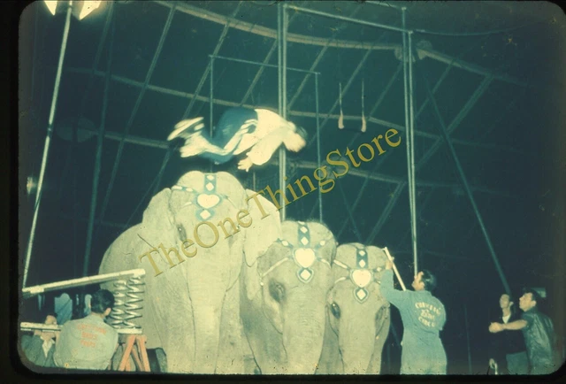 Christiani Bros Circus Elephant Acrobat Stunt 1960s 35mm Slide