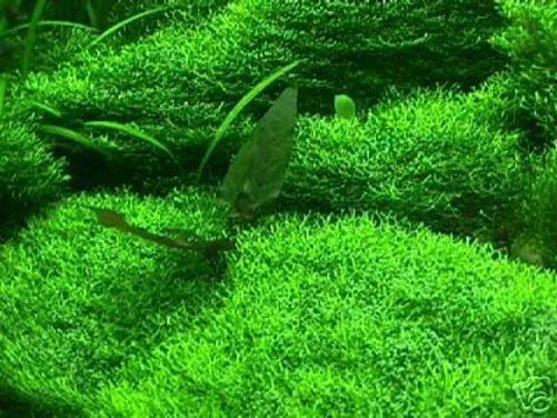 Herbe sous-marine pelouse aquatique pour aquarium et étang - plante aquatique à feuilles persistantes