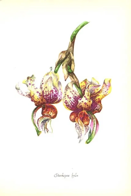 STANHOPEA ORCHID Greenhouse Flower Plant Garden, 1958 Botanical Floral Art Print
