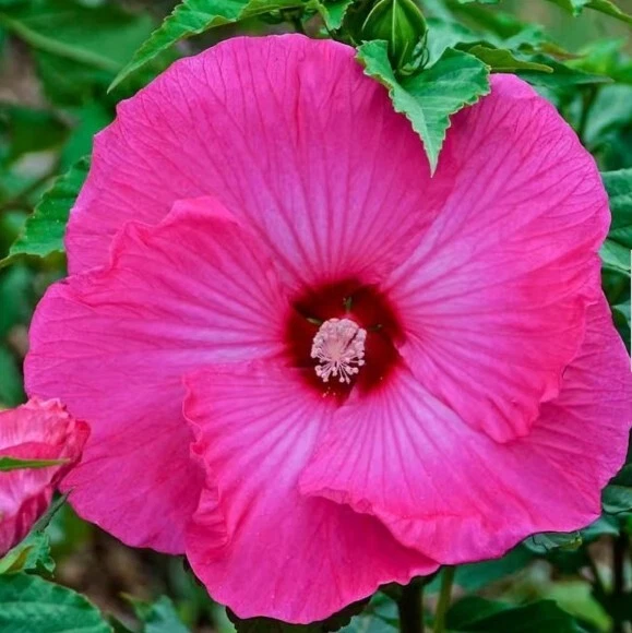 Honeymoon DEEP PINK HARDY HIBISCUS~HEIRLOOM Dinner Plate 20+ Seeds - Gorgeous!