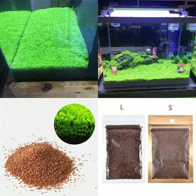 AQUARIUM PLANT Seeds Fish Tank Water Grass Ground Covering Plants