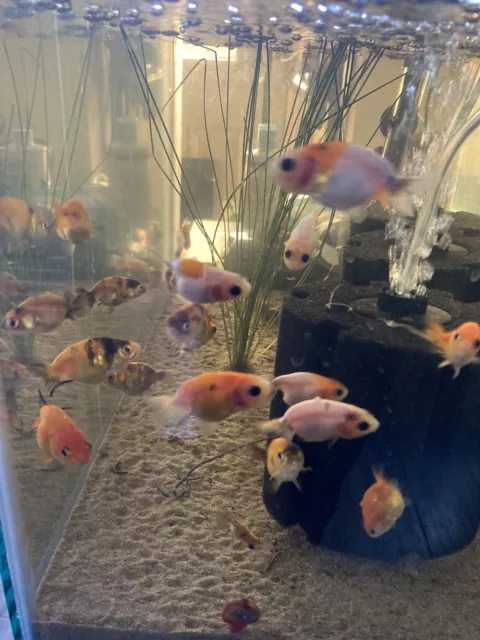 Ranchu Live Goldfish Kirin/Sakura X1 (wholesale) 1.5-2 Inches