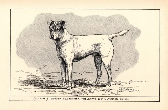 Antique Fox Terrier Art Print 1912 Moore Belgrave Joe Fox Terrier Wall Art 5218m