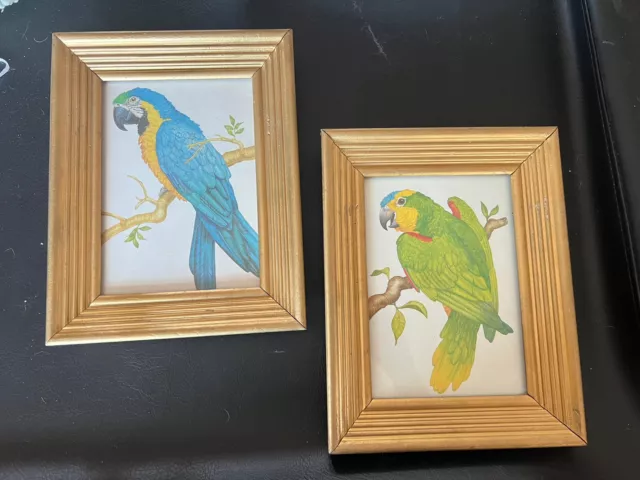 Vtg Framed Prints Set 2 Parrot Macaw Tropical Birds Green Blue Yellow