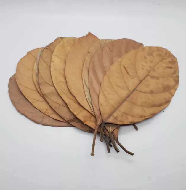 Natural Ceylon Dried Jack Fruit leaves 100pcs Organic bio Shrimp Aquarium Leaves