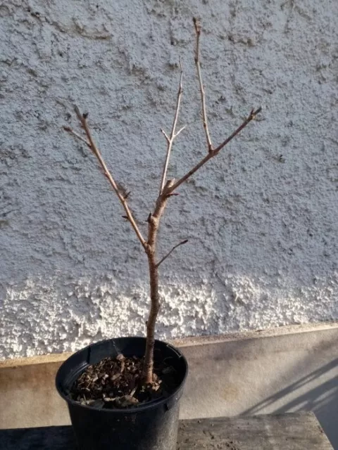 Bonsai - Pré bonsai cerisier sainte Lucie (prunus mahaleb)