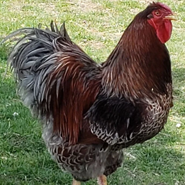 6+ Blue Laced Red Wyandotte Hatching Eggs 